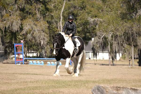 cross-gypsy-vanner-horse