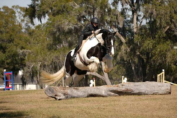 draft-gypsy-vanner-horse