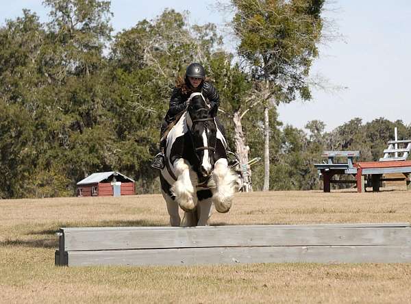 flashy-gypsy-vanner-horse