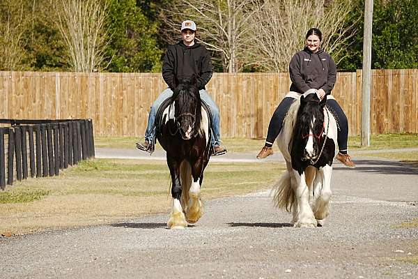jumping-gypsy-vanner-horse