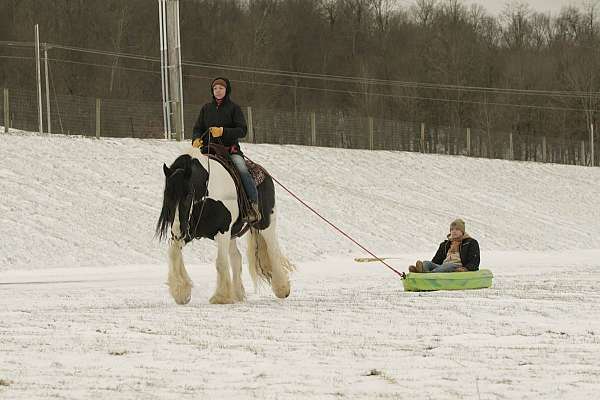 parade-gypsy-vanner-horse