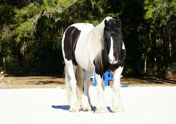 ranch-gypsy-vanner-horse