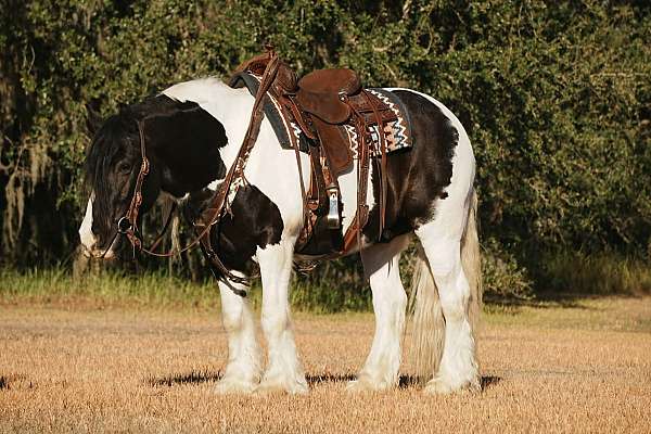 ranch-work-gypsy-vanner-horse