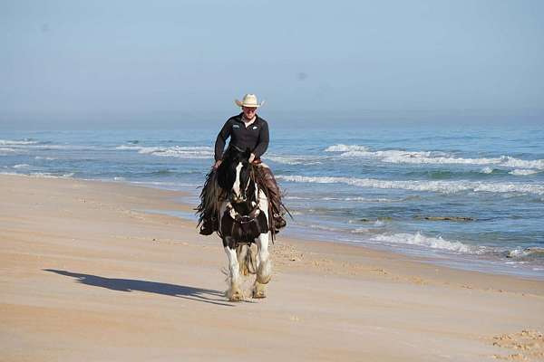 ridden-english-gypsy-vanner-horse