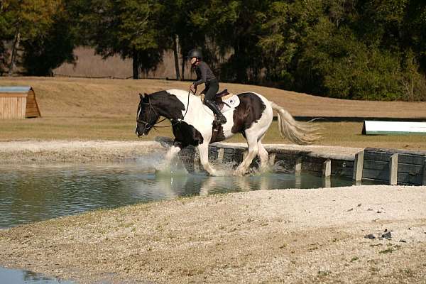 ridden-western-gypsy-vanner-horse