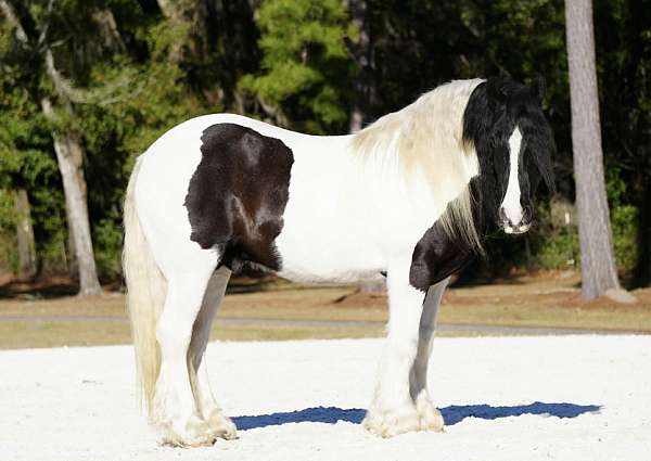 show-gypsy-vanner-horse