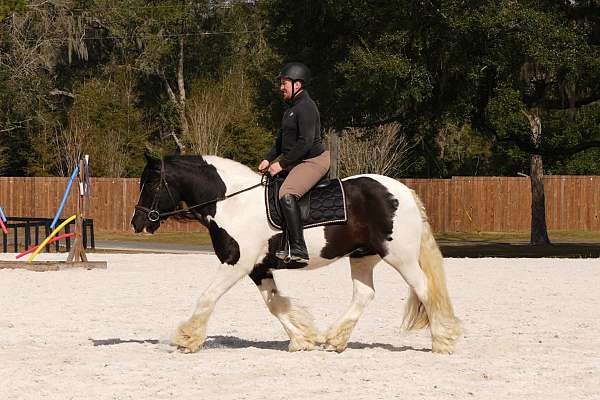trail-gypsy-vanner-horse