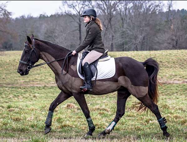 tennessee-walking-horse-for-sale