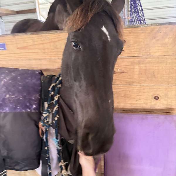 tennessee-walking-mare