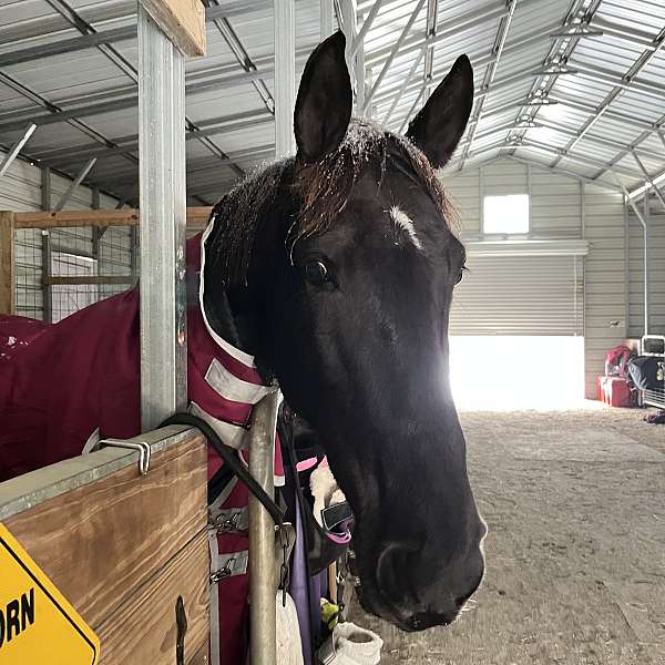 tennessee-walking-horse