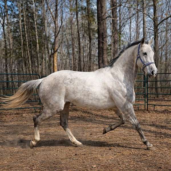 thoroughbred-horse