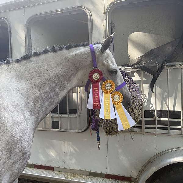 thoroughbred-gelding