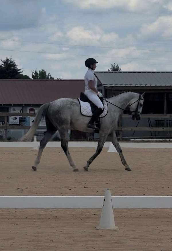 thoroughbred-horse-for-sale