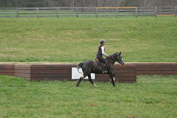 athletic-gypsy-vanner-horse