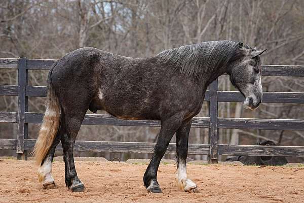 flashy-gypsy-vanner-horse
