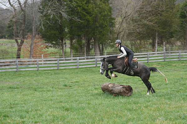 husband-safe-gypsy-vanner-horse