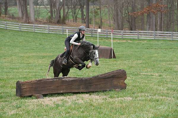 performance-gypsy-vanner-horse