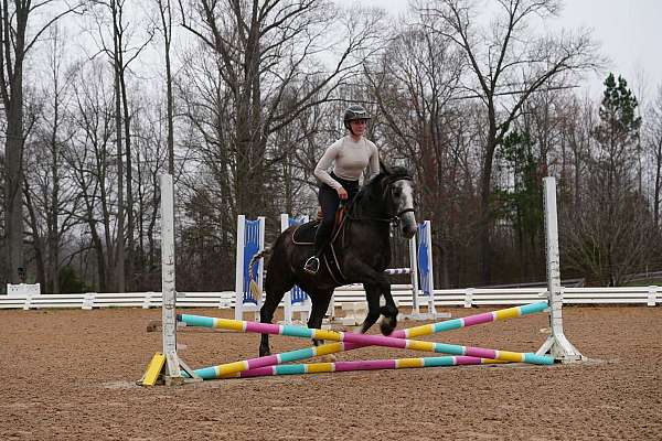 ridden-english-gypsy-vanner-horse