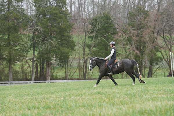 show-gypsy-vanner-horse