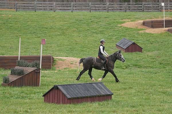 grey-all-around-horse