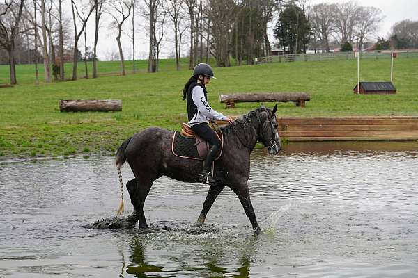 grey-gypsy-vanner-gelding