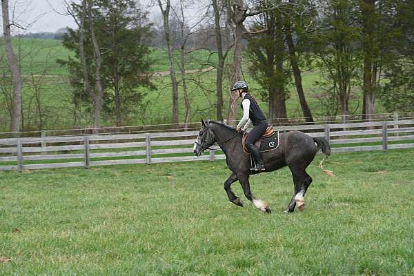 youth-gypsy-vanner-horse