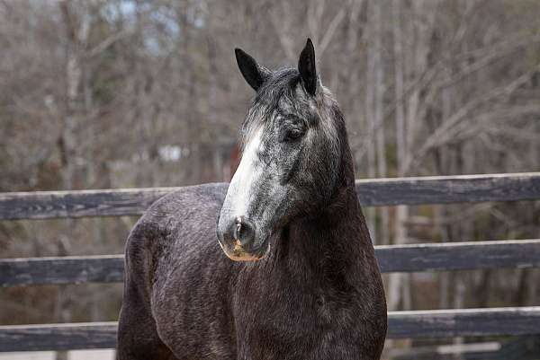 grey-athletic-horse