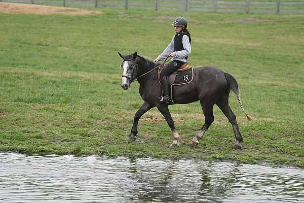 grey-flashy-horse