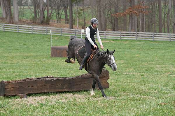 grey-husband-safe-horse