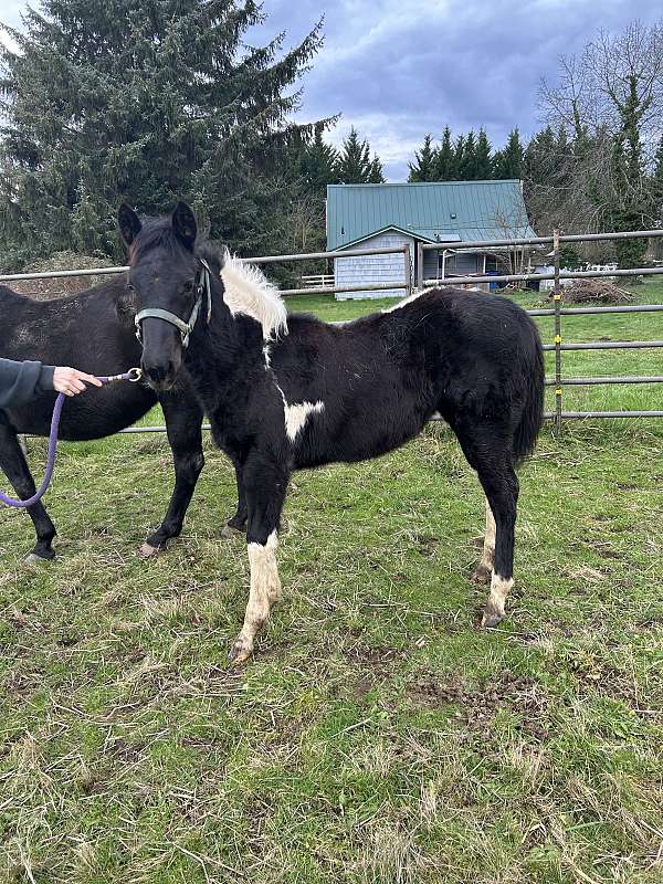 black-canadian-filly-stallion