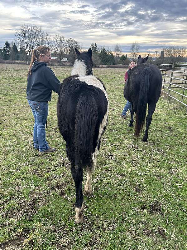 black-quarter-horse-filly-stallion