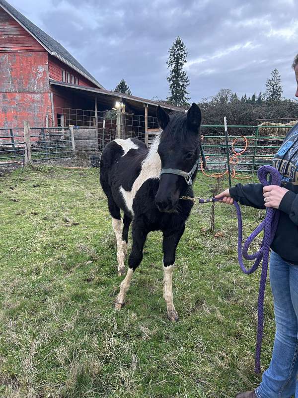 pinto-canadian-filly-stallion