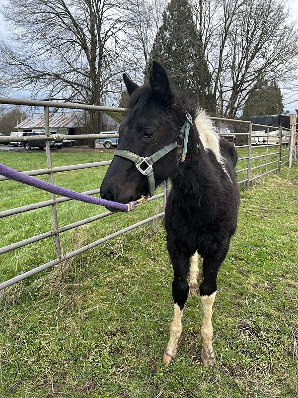 pinto-filly-stallion