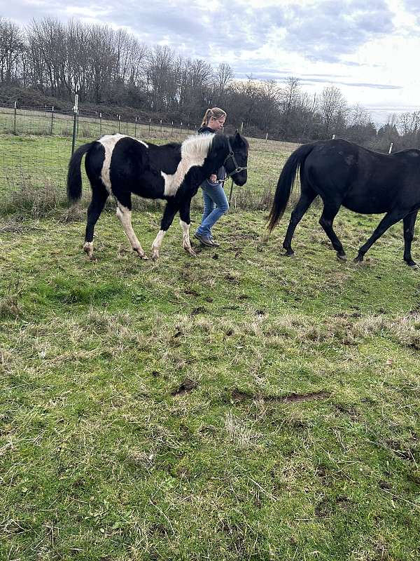pinto-quarter-horse-filly-stallion