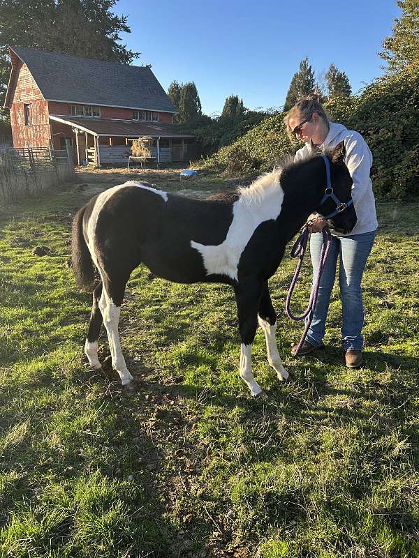 tobiano-canadian-filly-stallion