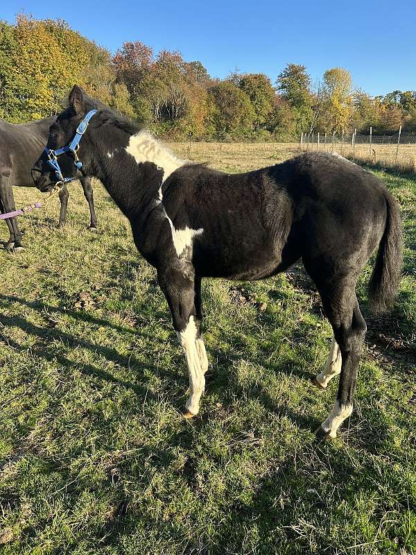 tobiano-pinto-filly-stallion