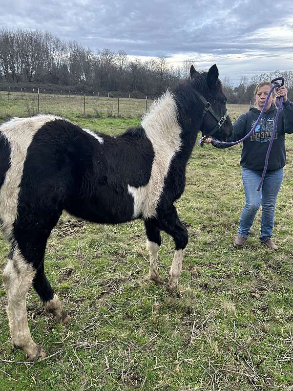 tobiano-quarter-horse-filly-stallion