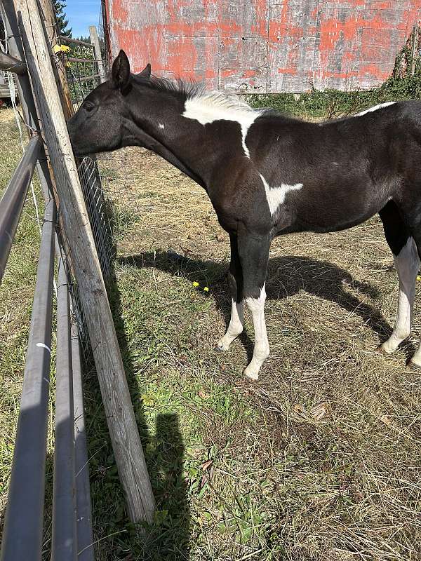 black-ptha-filly-stallion