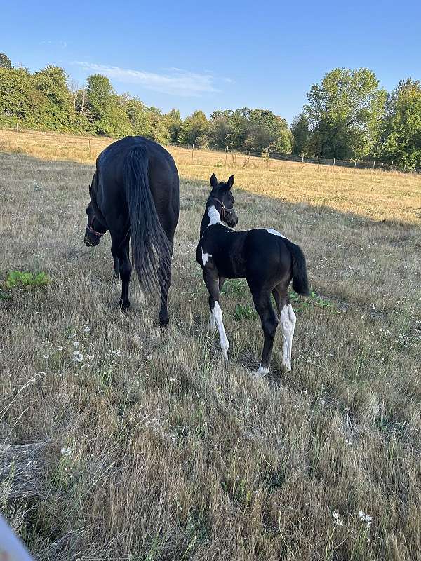 pinto-apha-filly-stallion