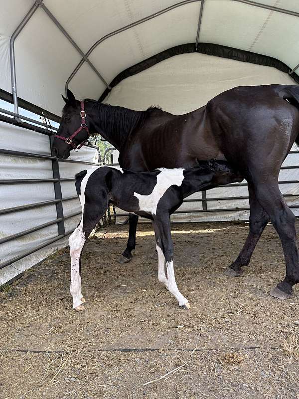 pinto-aqha-filly-stallion