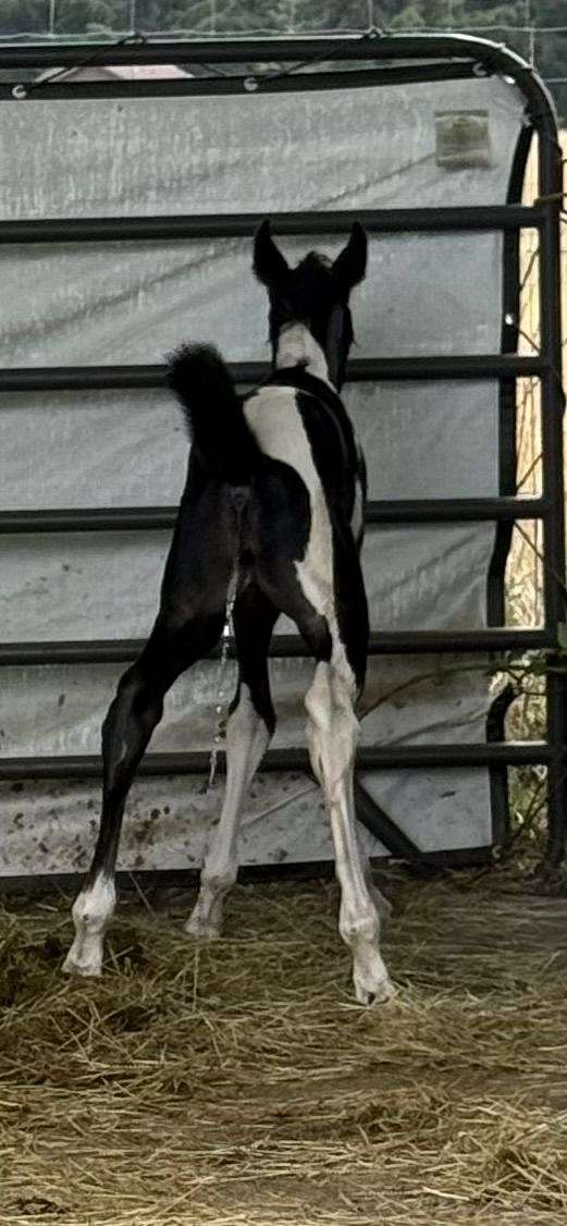 pinto-ptha-filly-stallion