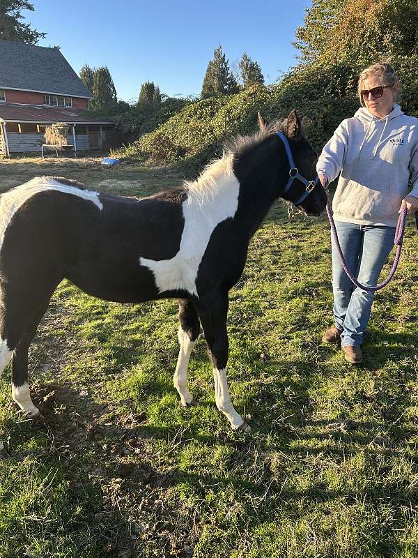 tobiano-apha-filly-stallion