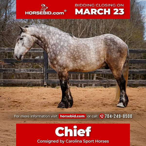 all-around-percheron-horse