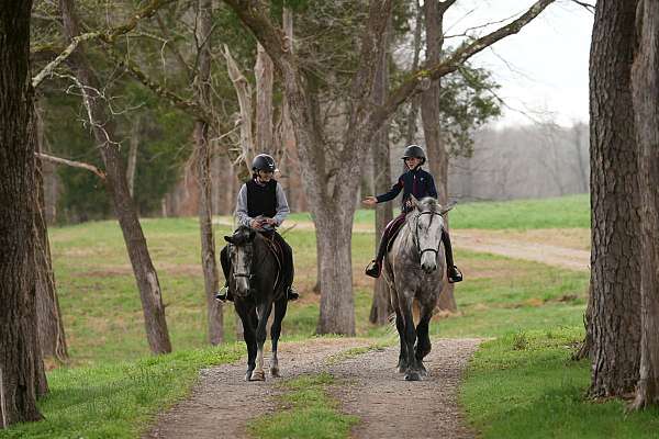 athletic-percheron-horse