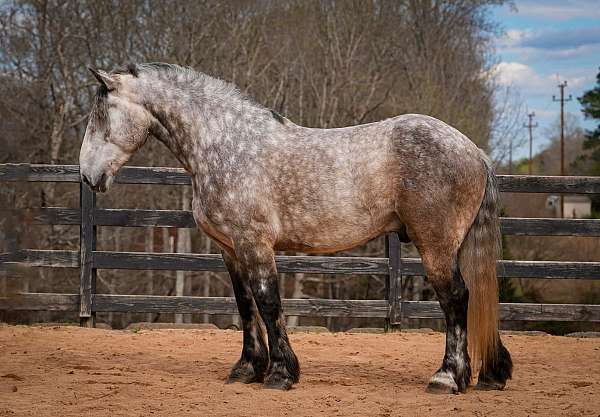 cross-percheron-horse