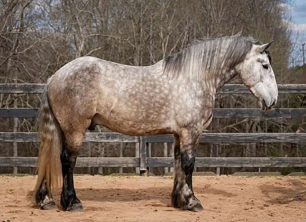 draft-percheron-horse