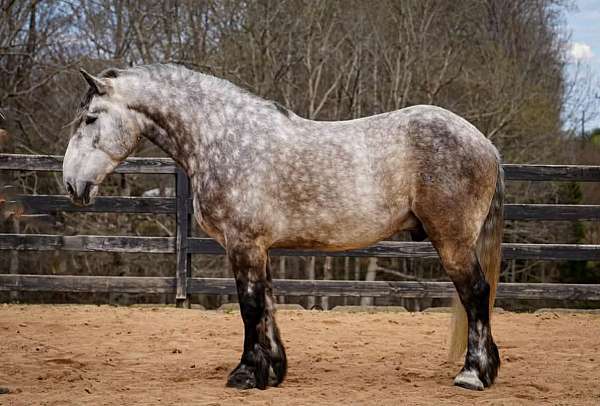 flashy-percheron-horse
