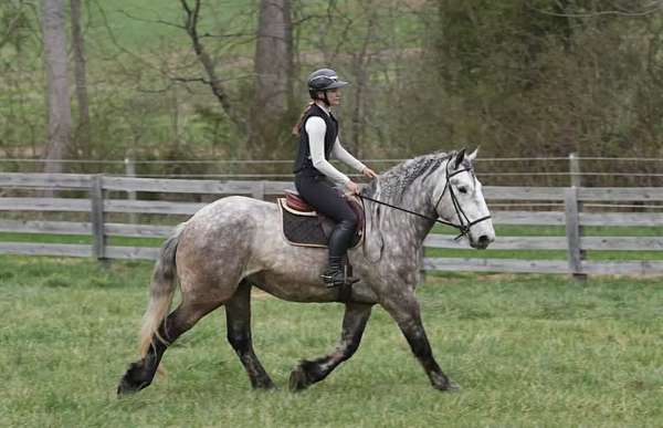 husband-safe-percheron-horse