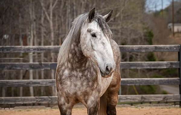 ridden-english-percheron-horse