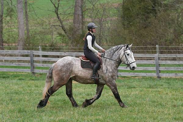 ridden-western-percheron-horse